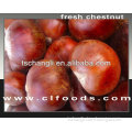 2013 Chinese organic fresh raw chestnuts for sale